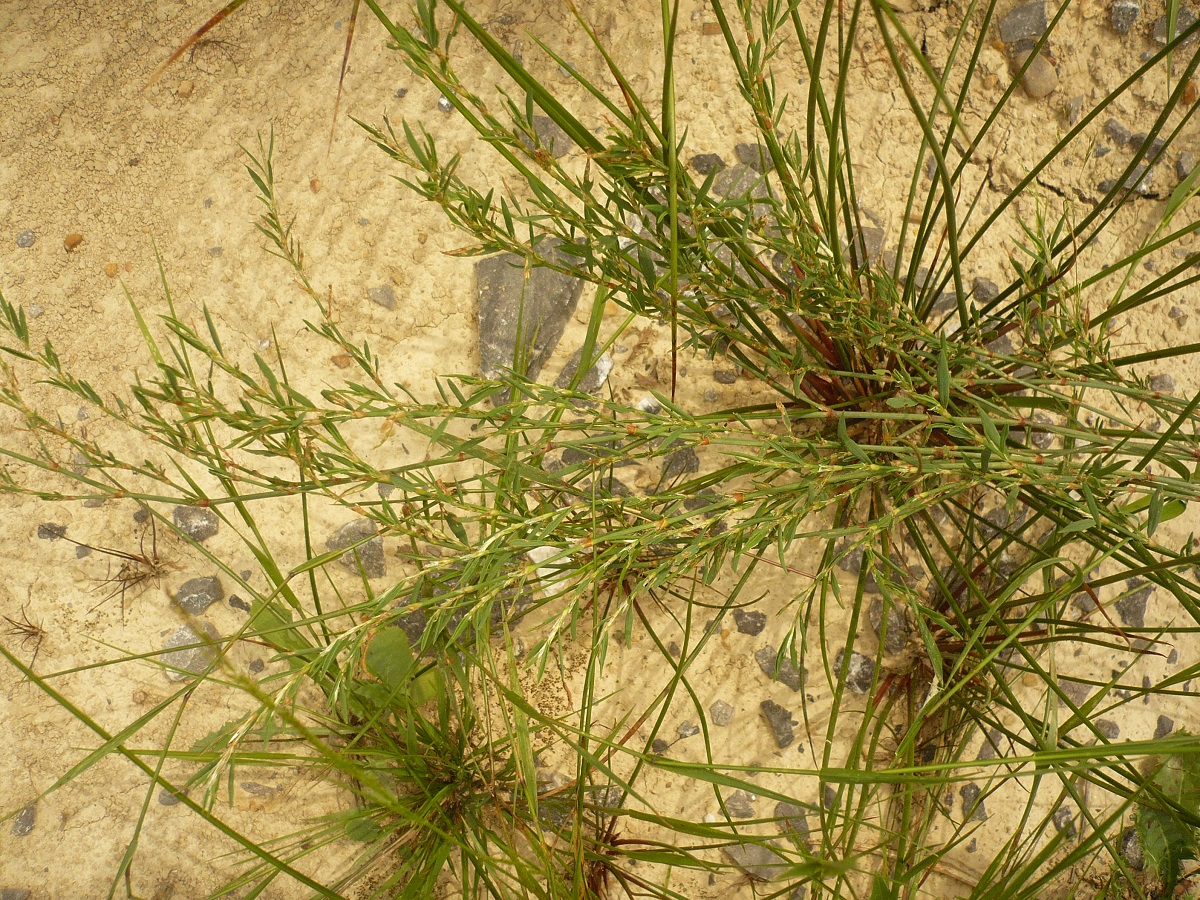 Polygonum aviculare subsp. rurivagum (Polygonaceae)